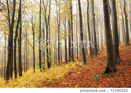 Beech trees in autumn forest on a foggy, rainy weather Beech trees in autumn forest on a foggy, rainy weather 71390830