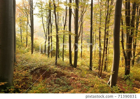 Autumn beech forest on the mountain slope during sunset Autumn beech forest on the mountain slope during sunset 71390831