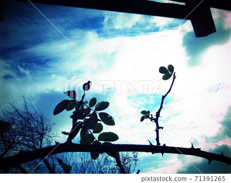 The blue world 71391265