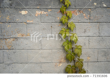 Green ivy growing on gray brick wall. Abstract background. Masonry overgrown with plant Green ivy growing on gray brick wall. Abstract background. Masonry overgrown with plant 71391606