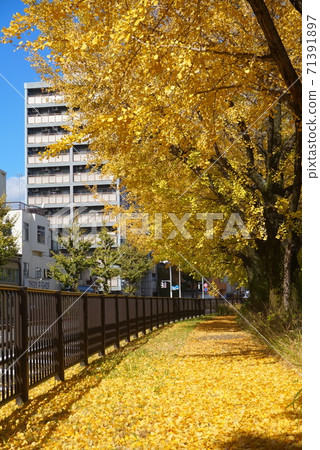 A row of ginkgo trees on Horikawa-dori A row of ginkgo trees on Horikawa-dori 71391897