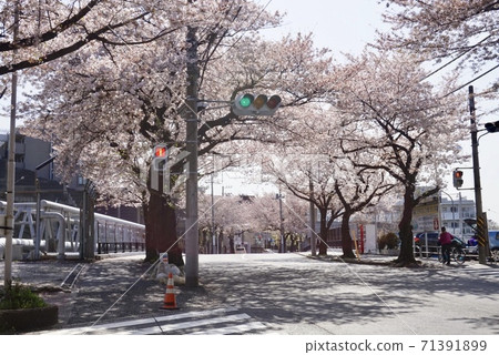 一排櫻花的櫻花樹 一排櫻花的櫻花樹 71391899