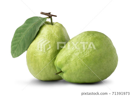 芭樂番石榴白底去背背景guava Isolated Green Leaf グアバ果物 照片素材 圖片 圖庫