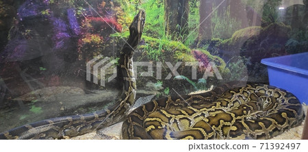 Burmese python 71392497