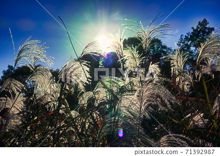 背光壽喜生長的領域 71392987