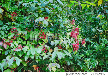有鮮紅色水果的牛津 有鮮紅色水果的牛津 71392997
