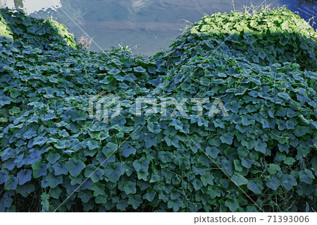 A plant that seems to be a bur-cucumber that breeds on the riverbed A plant that seems to be a bur-cucumber that breeds on the riverbed 71393006