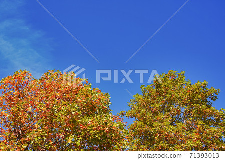 Two tulip trees and blue sky that have begun to turn red 71393013