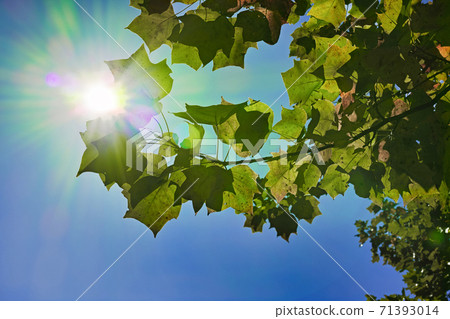百合木的樹枝和樹葉和蔚藍的天空已經開始變成背光 71393014