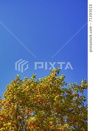 百合樹的樹枝和葉子已經開始變紅 藍天垂直長 照片素材 圖片 圖庫