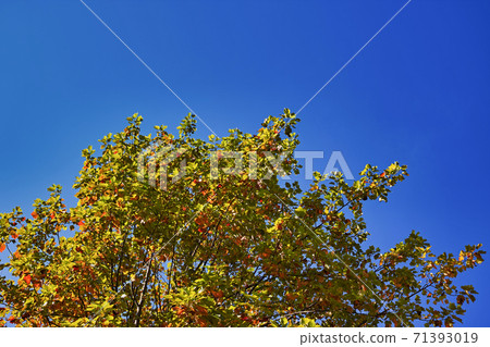 The branches and leaves of the tulip tree that has begun to turn red and the blue sky horizontally long 71393019