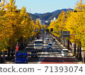 Ginkgo trees on the main road 71393074