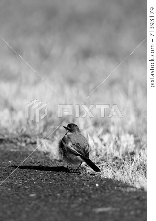 Black-backed wagtail (monochrome) 71393179