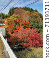 Autumn leaves in Aso Mountain stream and autumn leaves 71393711