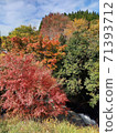 Autumn leaves in Aso: Autumn leaves and valleys that remain green 71393712