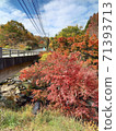 Aso Autumn Leaves Road Bridge and Valley 71393713