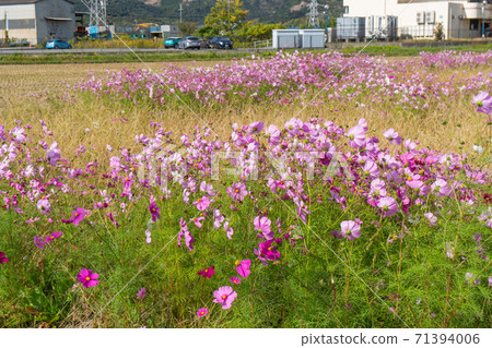 Scenery near Kitayama Kashima Shrine (Suma Alps, Takamikurayama) 71394006