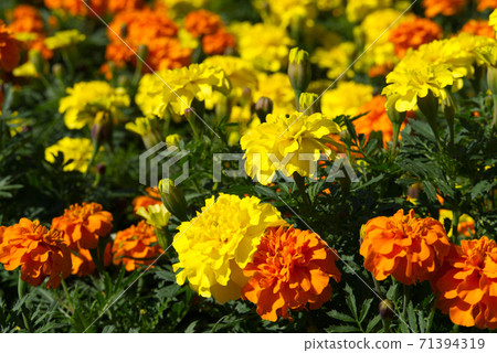 橙色和黃色的萬壽菊 71394319