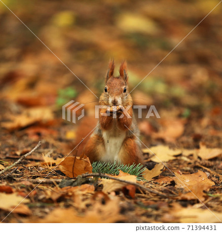 Red squirrel (Sciurus vulgaris) on the ground in autumn forest 71394431
