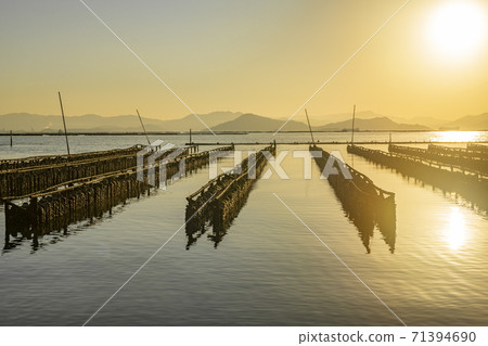 廣島縣瀨戶內海的牡蠣養殖場 廣島縣瀨戶內海的牡蠣養殖場 71394690