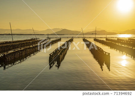 廣島縣瀨戶內海的牡蠣養殖場 廣島縣瀨戶內海的牡蠣養殖場 71394692