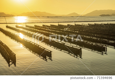 Oyster farming in the Seto Inland Sea, Hiroshima Prefecture Oyster farming in the Seto Inland Sea, Hiroshima Prefecture 71394696
