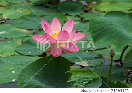 Oga lotus Oga lotus 71395325