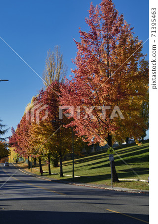 Autumn scenery visited along the street Bar Navi-British Columbia Canada 71395463