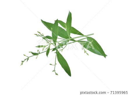 Andrographis paniculata plant on white background Andrographis paniculata plant on white background 71395965