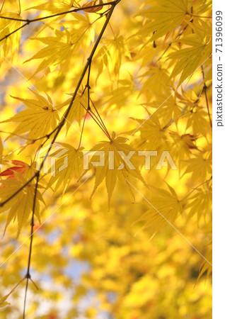 Autumn leaves 71396099