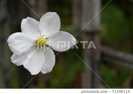 淑女菊花季 淑女菊花季 71396114