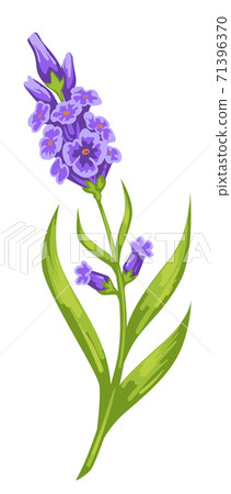 Violet orchids with thick stem and foliage vector 71396370
