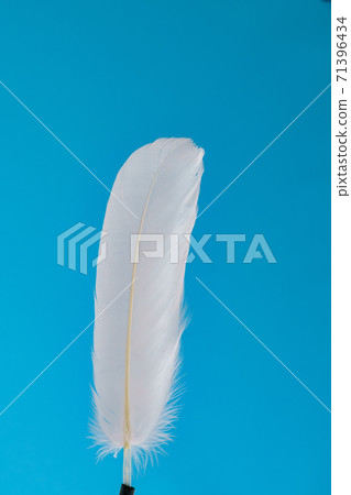 Bird feather white on a blue background 71396434