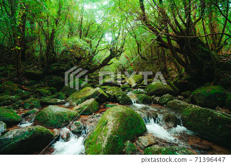 Fresh green Yakushima, mountain stream of Mononoke no Mori Fresh green Yakushima, mountain stream of Mononoke no Mori 71396447