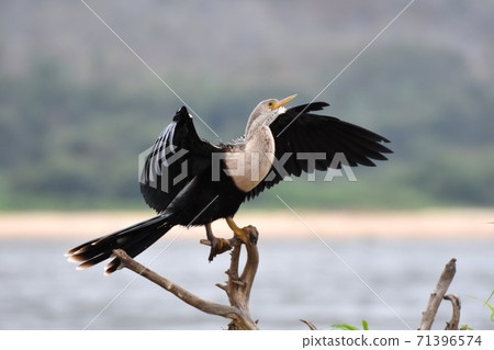 Anhinga (Pantanal, Brazil) 71396574