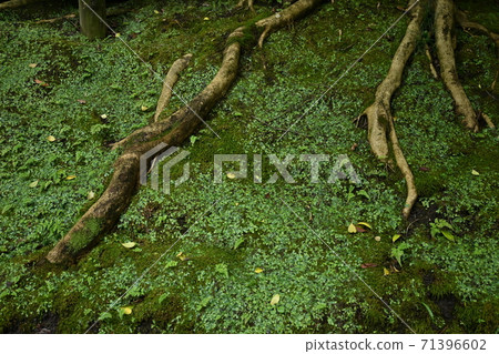 Bare roots and moss ground Bare roots and moss ground 71396602