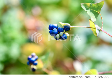 Ishikawa Ishikawa 71397029