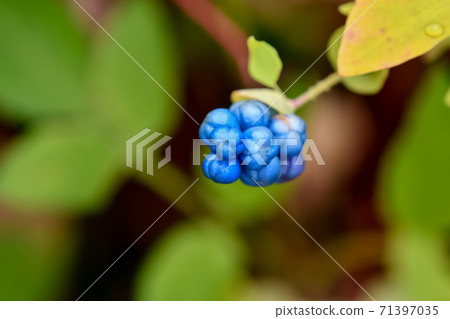 Ishikawa Ishikawa 71397035