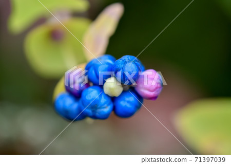 Ishikawa Ishikawa 71397039