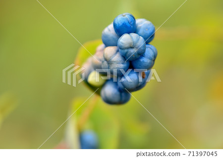 Ishikawa Ishikawa 71397045