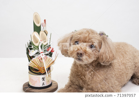 Kadomatsu and Toy Poodle 71397057