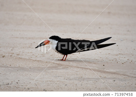 Black Skimmer (Pantanal, Brazil) Black Skimmer (Pantanal, Brazil) 71397458
