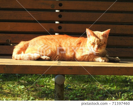 I'm very happy with my stomach. Wild cat taking a nap on a park bench 71397460