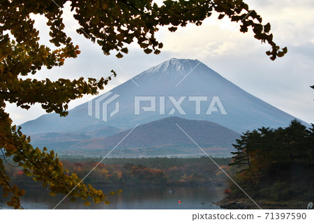 Fuji of Lake Shoji that shines in autumn colors Fuji of Lake Shoji that shines in autumn colors 71397590