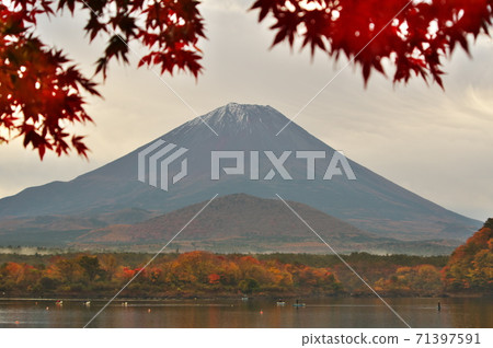 Fuji of Lake Shoji that shines in autumn colors 71397591