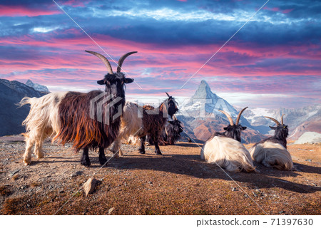 Fighting goats on Matterhorn Cervino peak background Fighting goats on Matterhorn Cervino peak background 71397630
