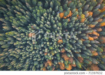 Orange and red autumn trees in colorful forest Orange and red autumn trees in colorful forest 71397632