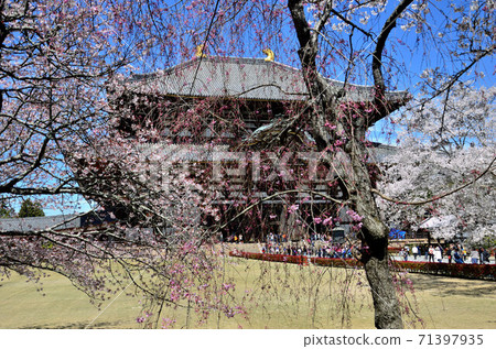 Cherry trees on the temple Cherry trees on the temple 71397935