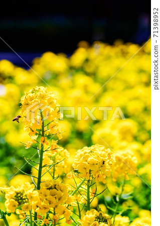 Rape blossoms and bees [Spring image] 71398952
