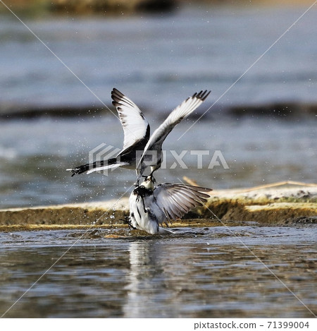 動物 鳥 白鶺鴒 h 雀 嬉戲 河邊 71399004